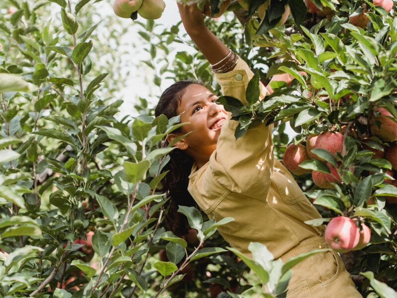 High-Paying Fruit Picking Jobs in Canada with Free Visa Sponsorship